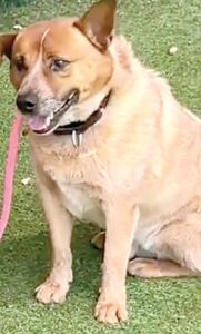 Oso: Pet of the week