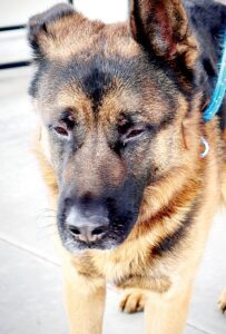 Animal Services is pure dog joy