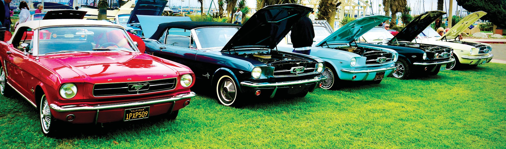 Ponies by the Sea benefits Guide Dogs of America