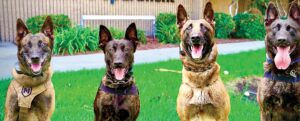 Oxnard Police Celebrate National Dog Day