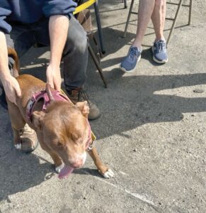 Kirby Subaru loves dogs
