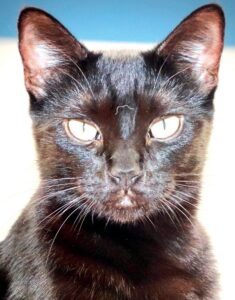 Coral and Cindy are shy devoted Kitties