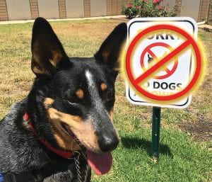 Pet fostering takes off as coronavirus keeps Americans home